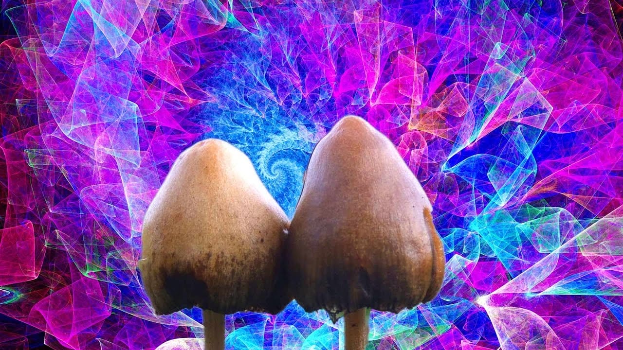 Fundamental Information on Magic Mushrooms: Your Psilocybin FAQs