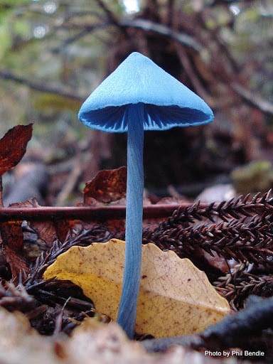 Blue mushroom at Zoomies Canada