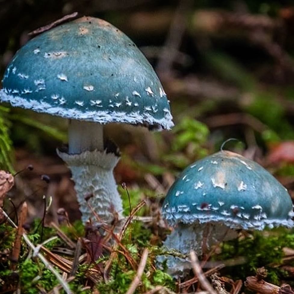 Magic Mushrooms at Zoomies Canada