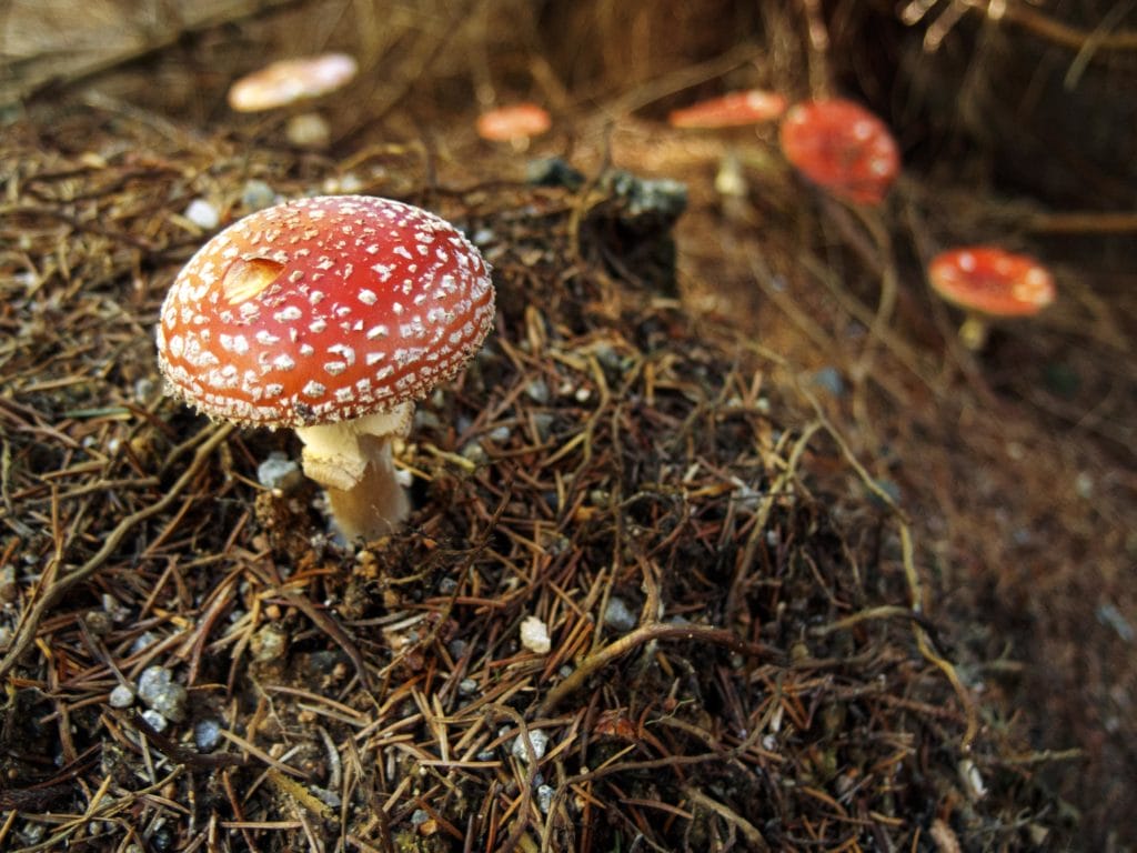 Magic Mushrooms in Canada