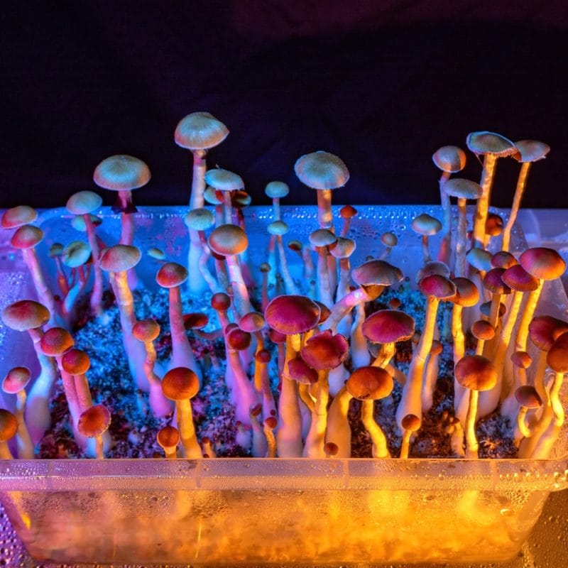 Magic Mushrooms Storage