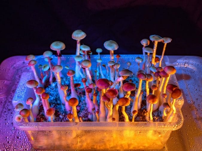 Best Species of Shrooms for Cultivation