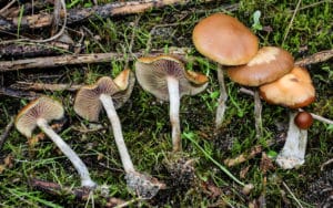 Magic Mushrooms at Zoomies Canada