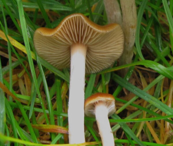Psilocybe cyanensis (wavy caps)