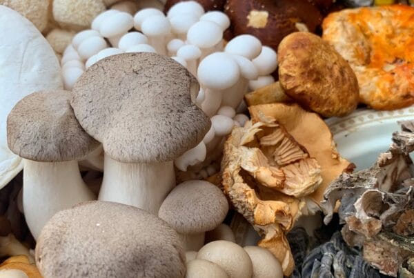 magic mushrooms at Zoomies Canada