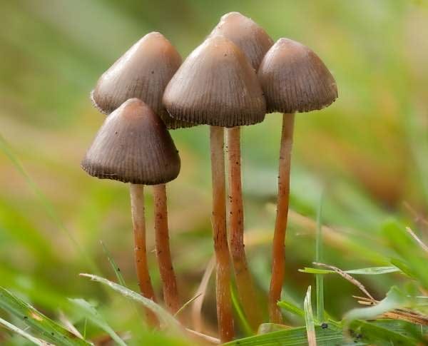 Affordable Magic Mushroom Psilocybe
