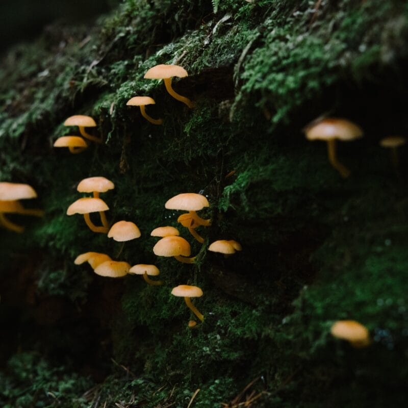 Types of Magic Mushrooms