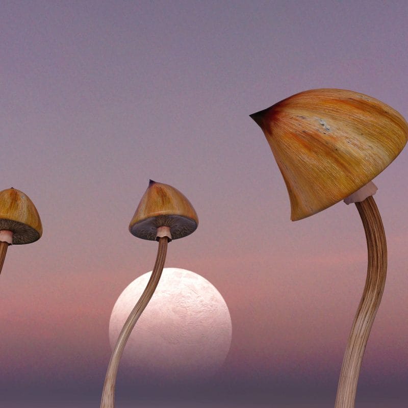 Where Magic Mushrooms Grow