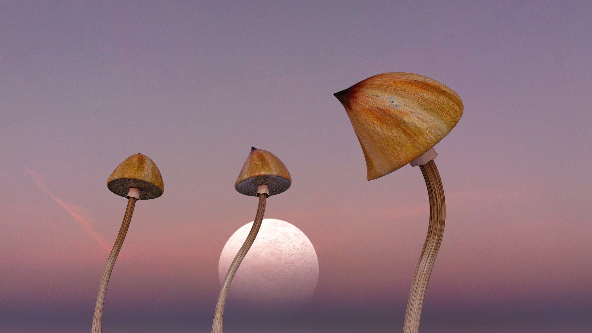 Know Where Magic Mushrooms Grow