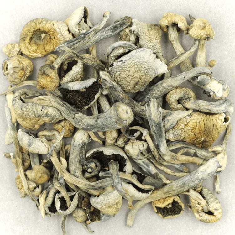 The World Of Golden Teacher Mushrooms: Effects And Benefits