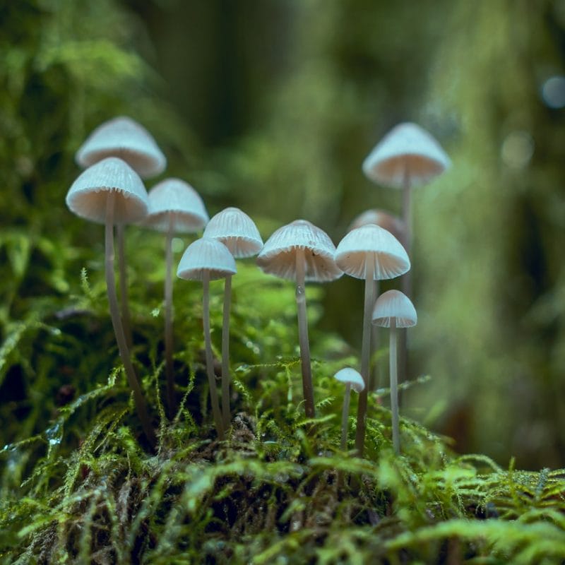 magic mushrooms in the forrest