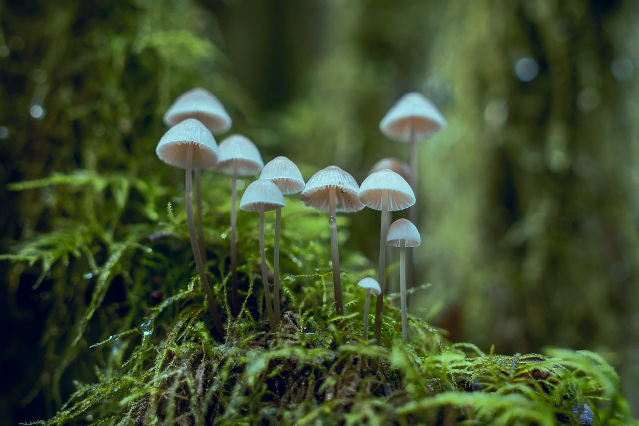 How Long are Magic Mushrooms in Your System?