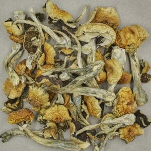 Mushrooms - South American