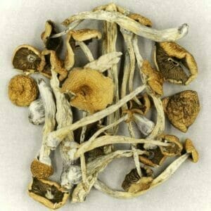 Zoomies Canada - Shrooms online - Psilocybe Cubensis Mexicana