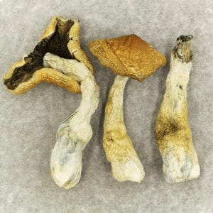 Mushroom Koh Samui