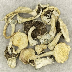 Mushroom Leucistic Burma