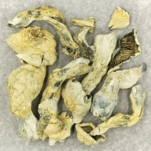 Mushroom White Burtha