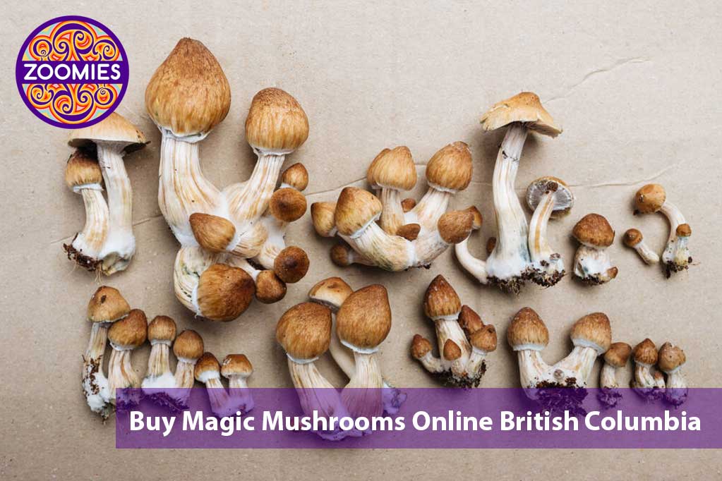 Buy Magic Mushrooms Online In British Columbia