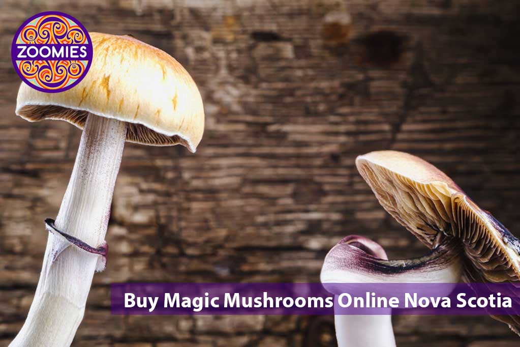 Buy Magic Mushrooms Online In Nova Scotia