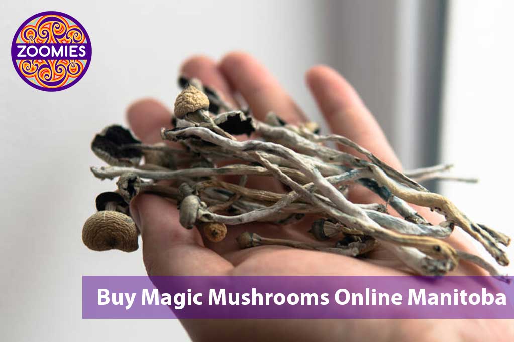 buy magic mushrooms in Manitoba