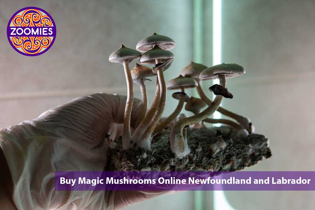 Buy Magic Mushrooms Online Newfoundland and Labrador