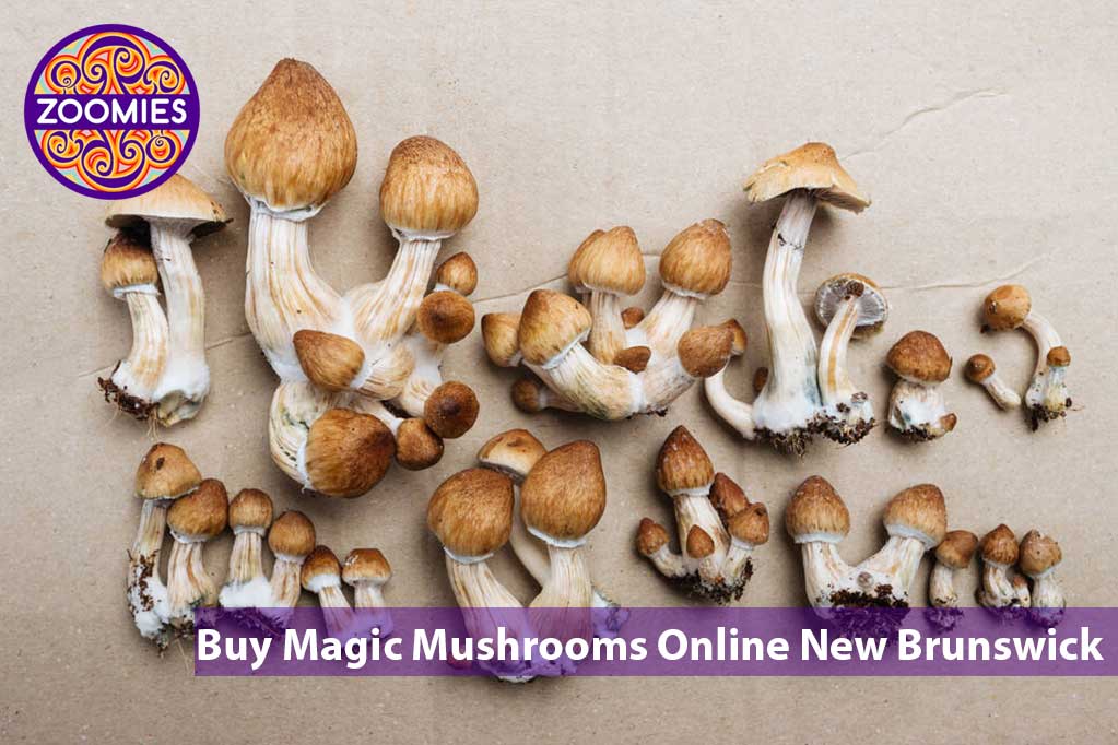 Buy Magic Mushrooms in New Brunswick