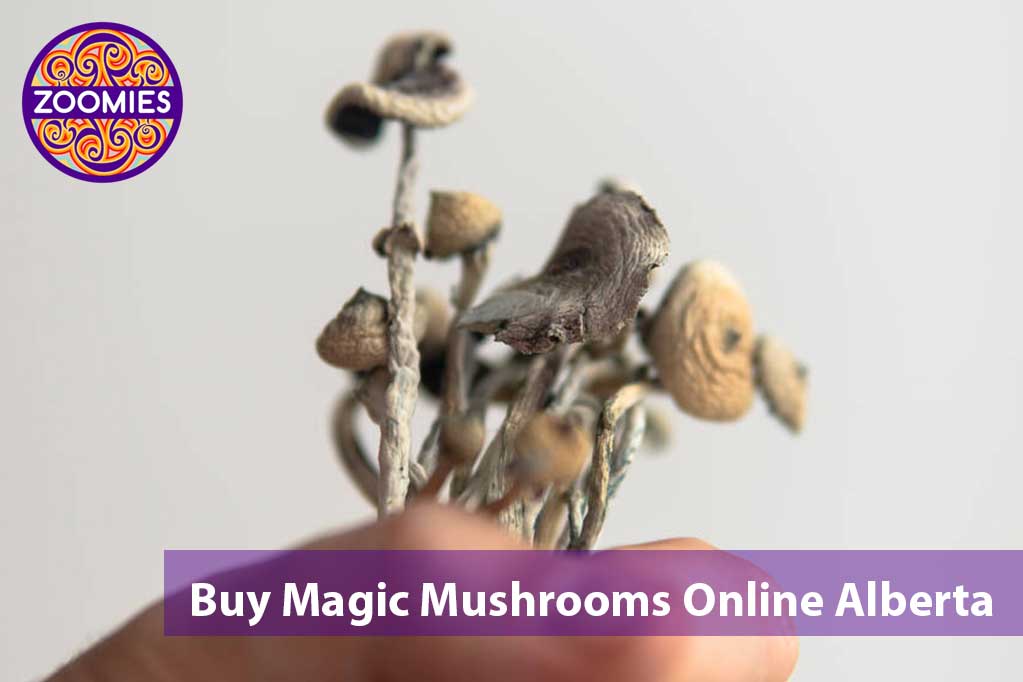 buy magic mushrooms in Alberta