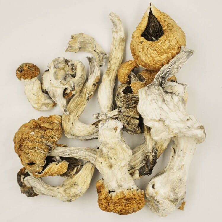 Affordable Dried shrooms at Zoomies Canada