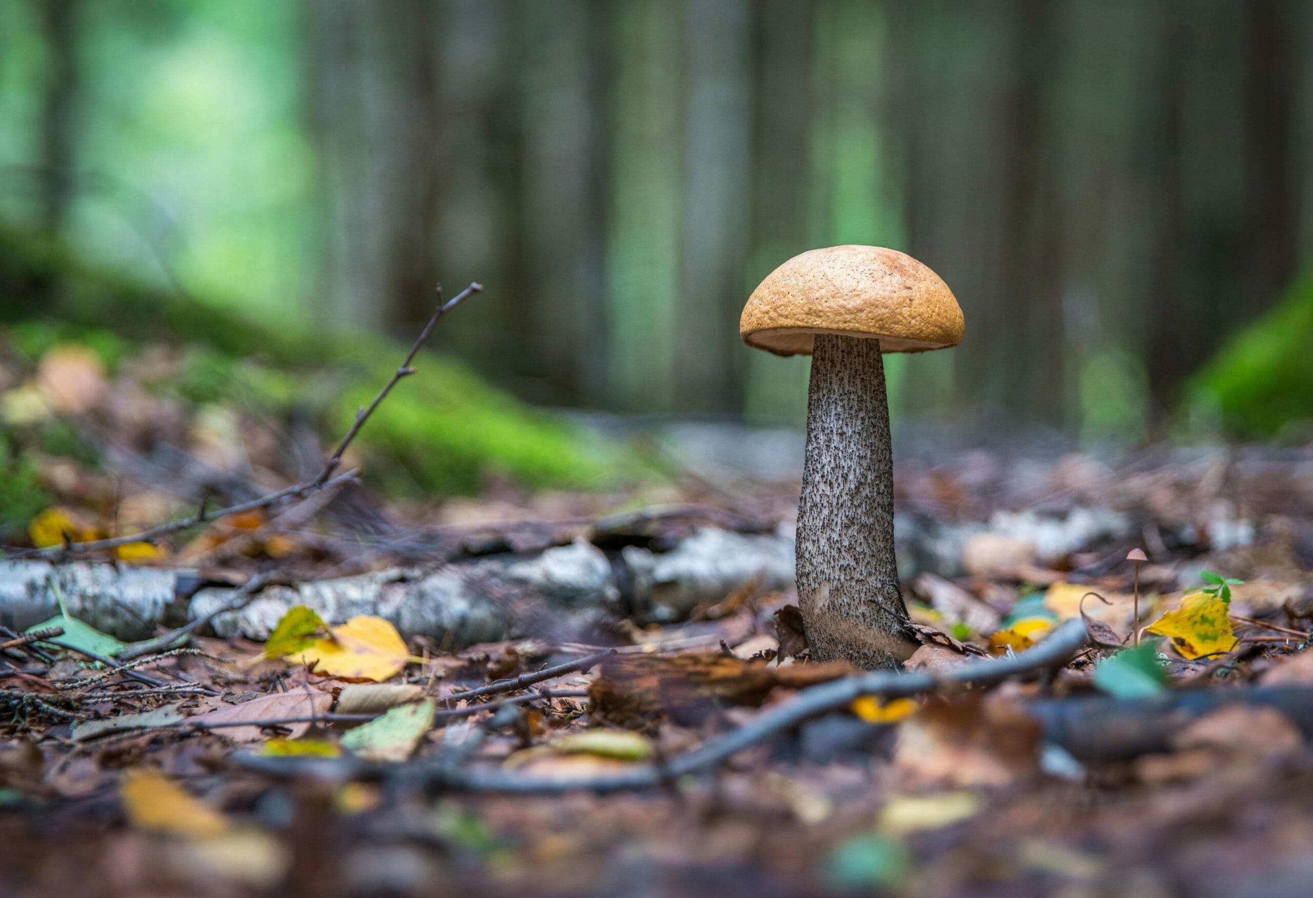 Buy Psychedelics Online: Harnessing the Potential of Psychedelic Mushrooms for Mental Wellness
