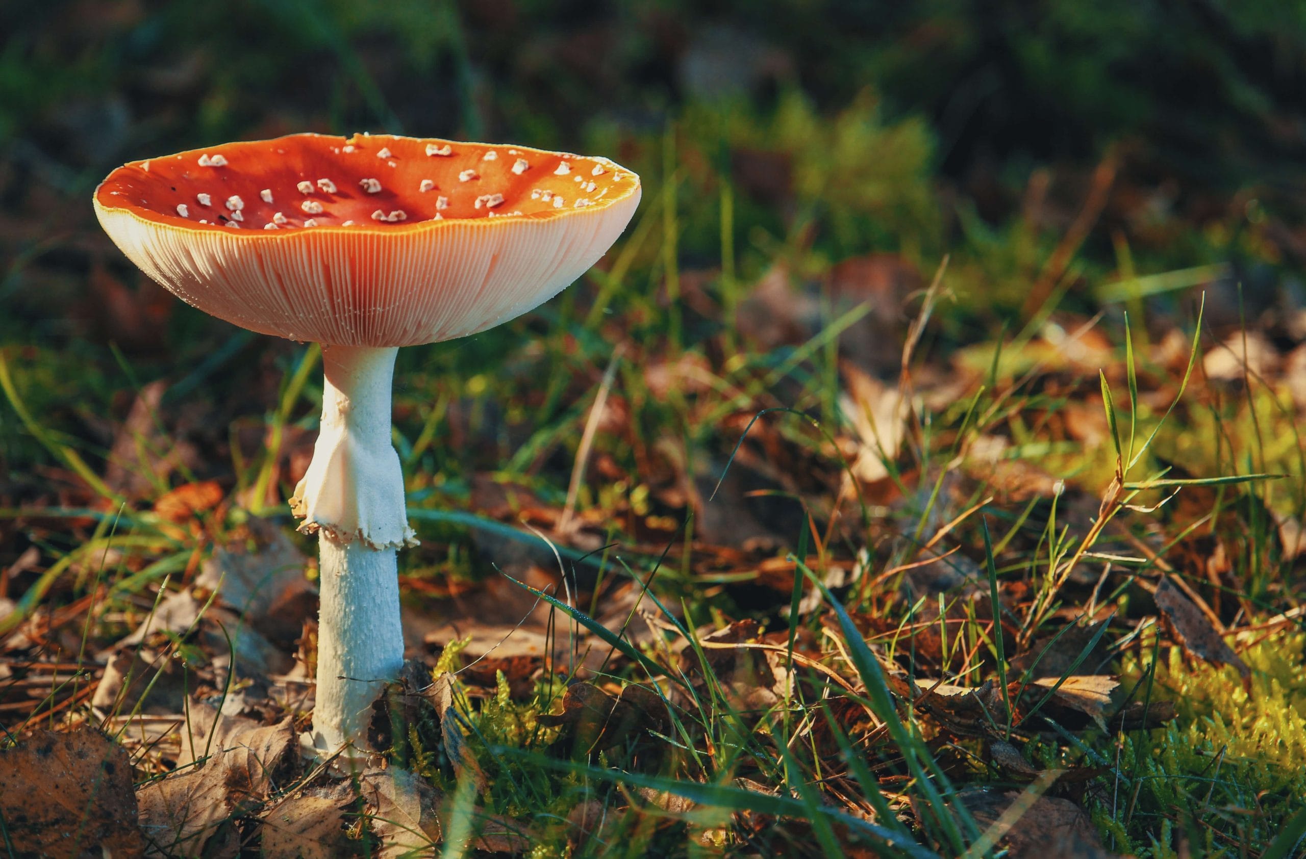 The Psychedelic Renaissance: How Magic Mushroom Delivery is Breaking the Stigma