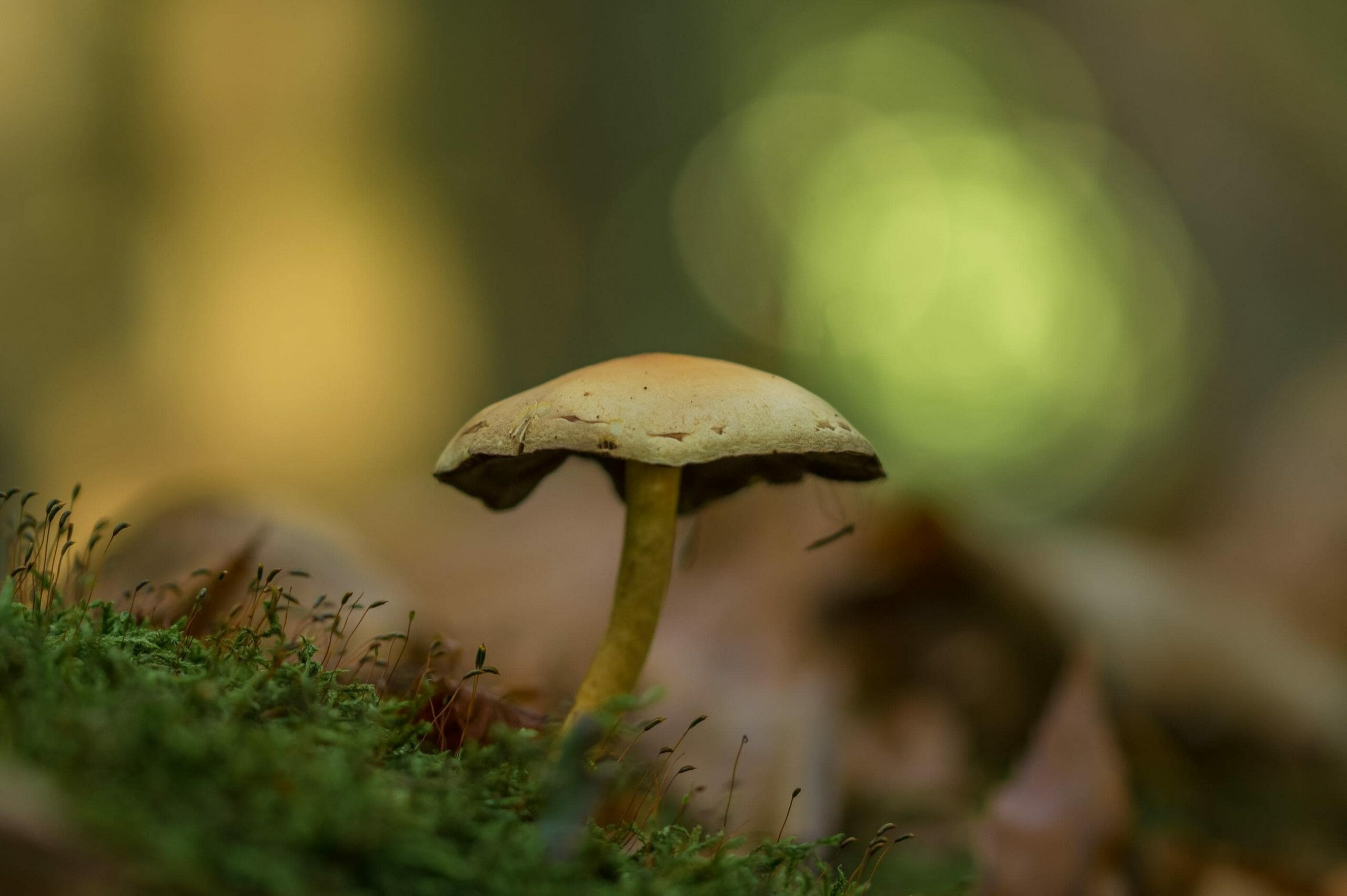 The Potential of Psilocybe Cubensis from a Holistic Perspective