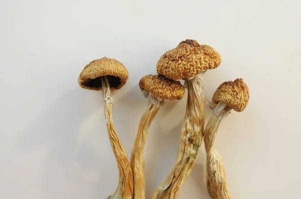 Golden Teacher Mushrooms Strain
