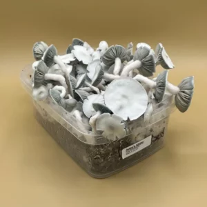 Shroombox - Avery's Albino at Zoomies Canada - Shrooms online