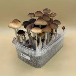Affordable Shroombox - Malabar at Zoomeis Canada - Shrooms online
