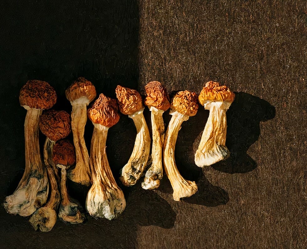 Golden Teacher Mushrooms