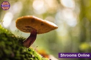 Shrooms online at Zoomies Canada