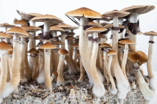 Strongest mushroom strain