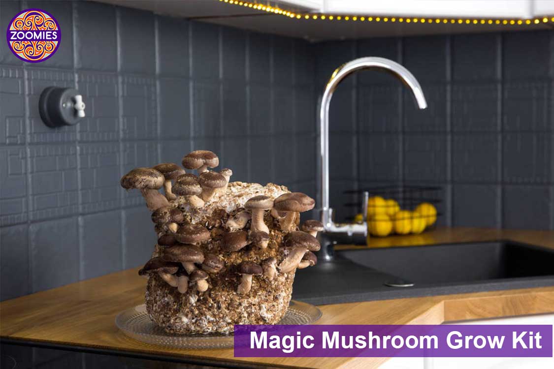 Magic mushroom grow kit
