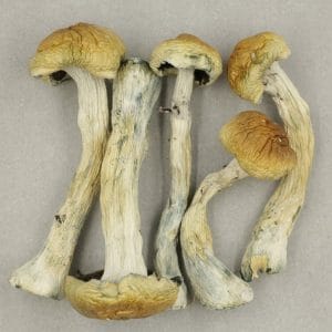 Magic Mushroom - M100