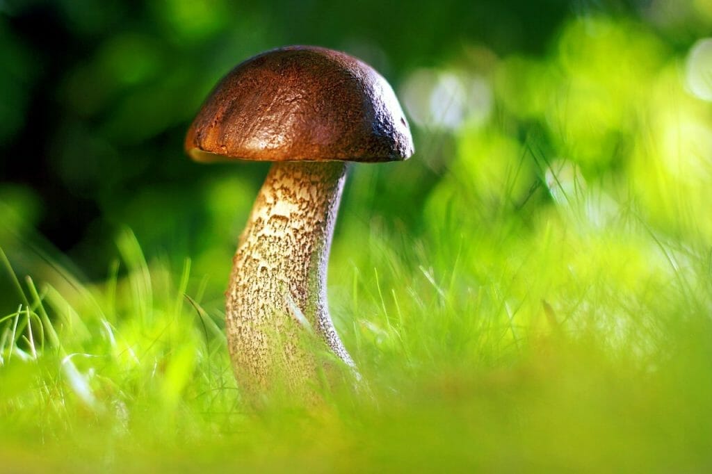 Strongest magic mushroom