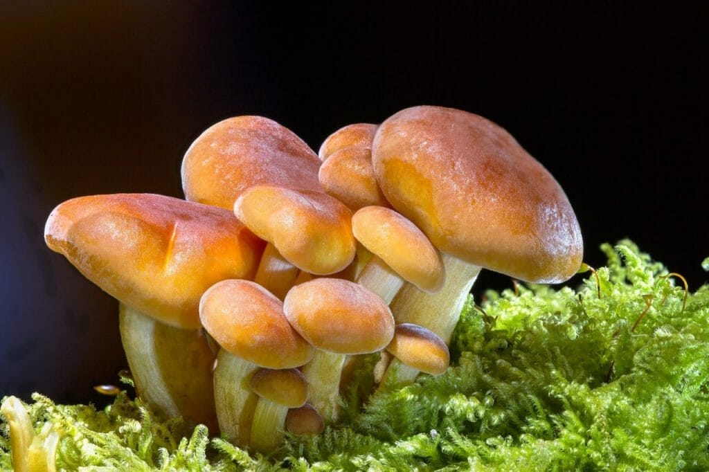Magic Mushrooms Canada