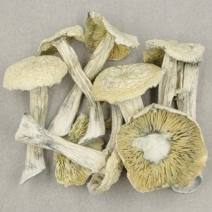 Zoomies Canada - Shrooms online | Affordable magic mushroom online in Canada