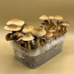Shroombox - Aztec God at Zoomies Canada - Shrooms online