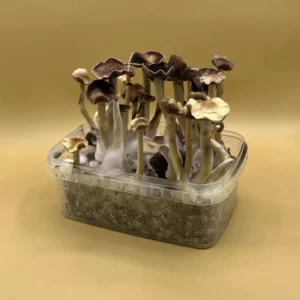 Shroombox - Cambodian at Zoomies Canada - Best Shrooms Online
