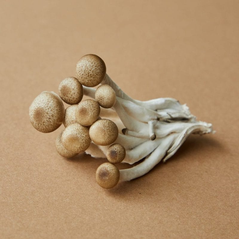 strongest mushroom strain