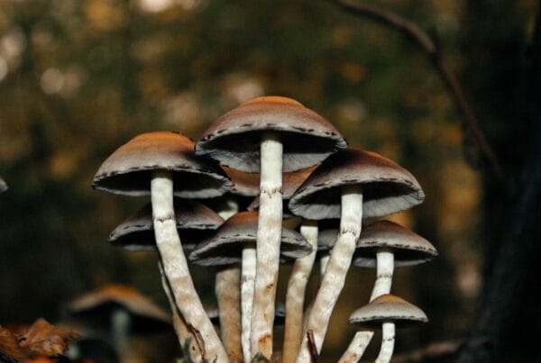 Microdose Mushrooms