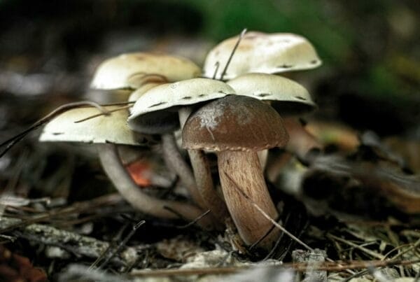 psilocybin mushroom